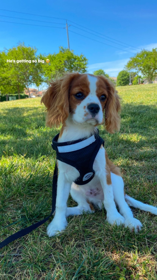 Adorable Cavalier King Charles Spaniel Purebred Pup