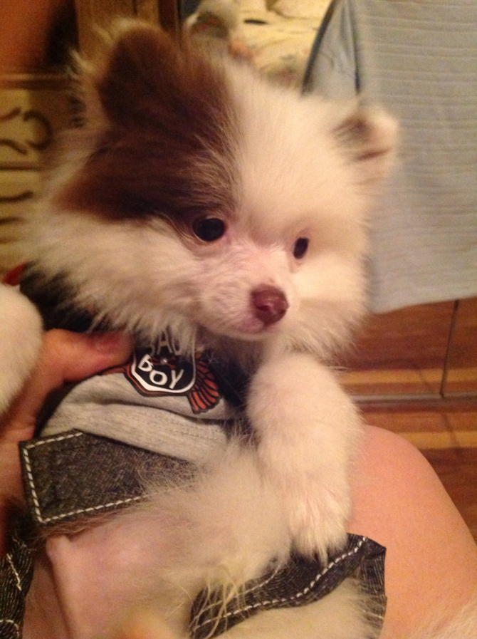 Hershey now Prince - Pomeranian Puppy For Sale Premier Pups Hershey now Prince - Pomeranian Puppy For Sale Premier Pups
