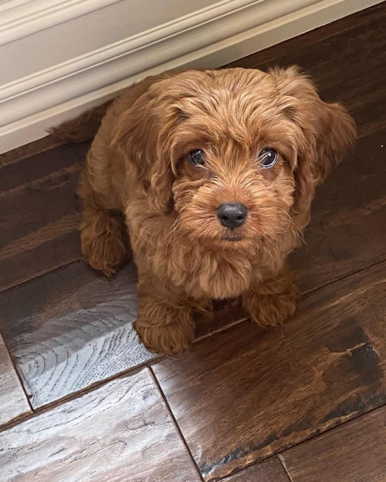 Friendly Cavapoo Pup in Closter NJ