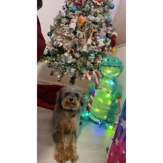 Mini Labradoodle