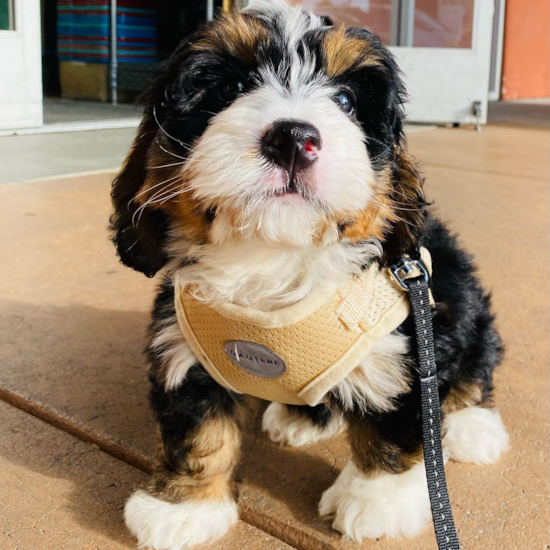 Mini Bernedoodle Being Cute