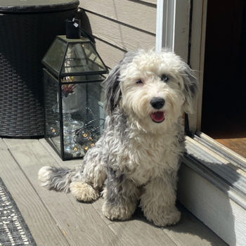 Mandalay, a Mini Sheepadoodle puppy from avon, ct Mandalay, a Mini Sheepadoodle puppy from avon, ct