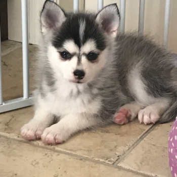 Tayla, a Pomsky puppy from Staten Island, NY Tayla, a Pomsky puppy from Staten Island, NY
