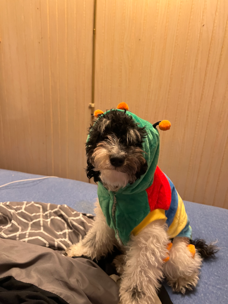 Poodle Pup