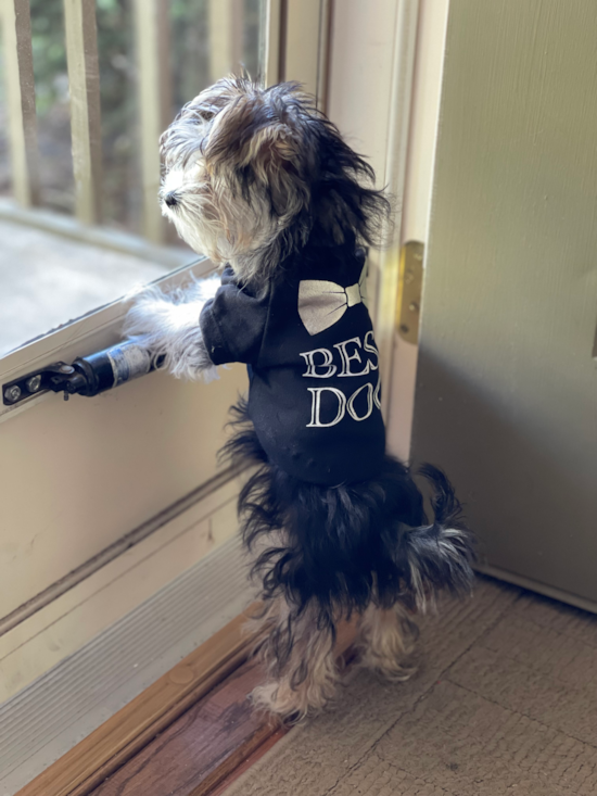 Morkie
