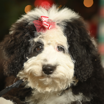 Bailey, a Mini Bernedoodle puppy from Palatine, Illinois Bailey, a Mini Bernedoodle puppy from Palatine, Illinois