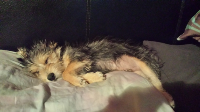 Romeo 4 months - Morkie Puppy For Sale Premier Pups Romeo 4 months - Morkie Puppy For Sale Premier Pups