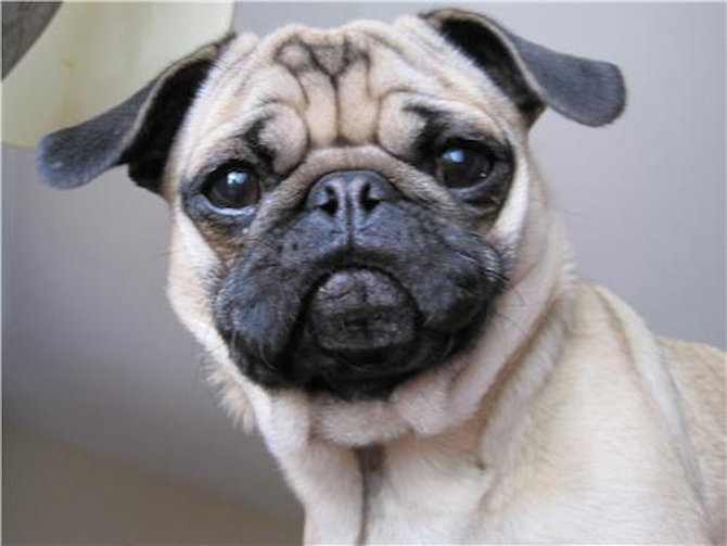 Payton - Pug Puppy For Sale Premier Pups Payton - Pug Puppy For Sale Premier Pups