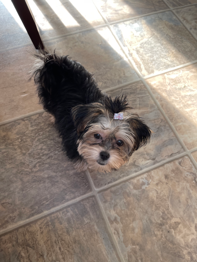 Crumbs Desi Hayes - Yorkie Chon Puppy For Sale - Premier Pups