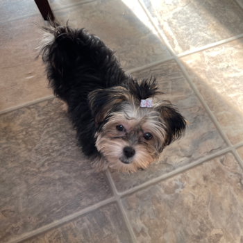 (Fran) now Gracie , a Havanese puppy from Morgantown PA