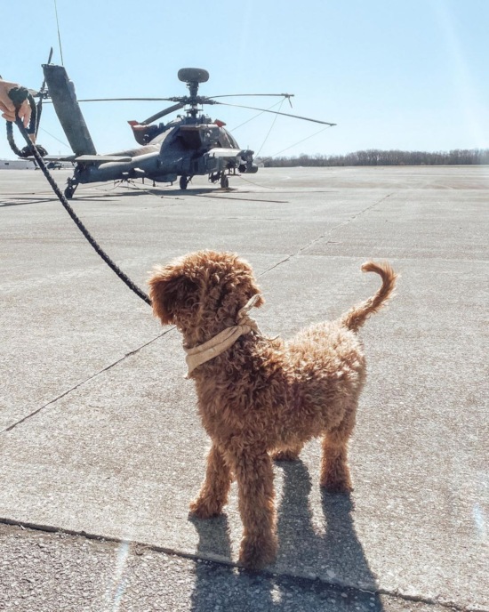 Petite Mini Goldendoodle Poodle Mix Pup