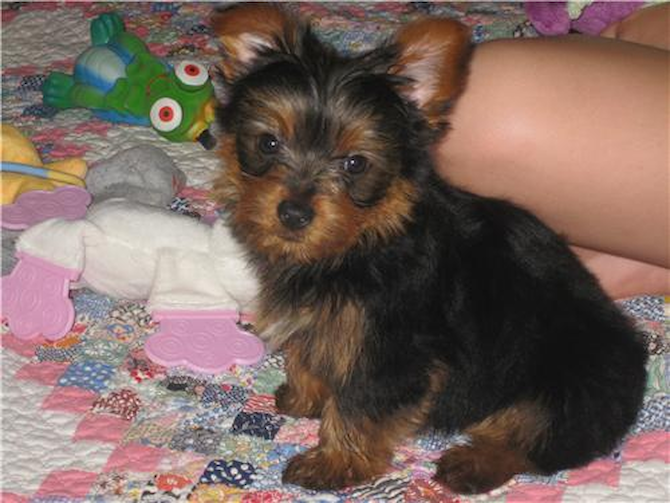 Izzy Abigail Elzea - Yorkshire Terrier Puppy For Sale Premier Pups Izzy Abigail Elzea - Yorkshire Terrier Puppy For Sale Premier Pups