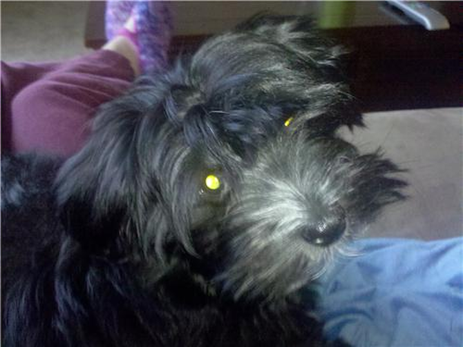 Ace (formerly Gregory) - Morkie Puppy For Sale Premier Pups Ace (formerly Gregory) - Morkie Puppy For Sale Premier Pups