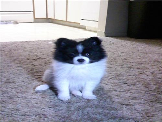 Tucker (Smoke) - Pomeranian Puppy For Sale Premier Pups Tucker (Smoke) - Pomeranian Puppy For Sale Premier Pups