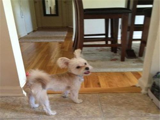 Jax - Morkie Puppy For Sale Premier Pups Jax - Morkie Puppy For Sale Premier Pups