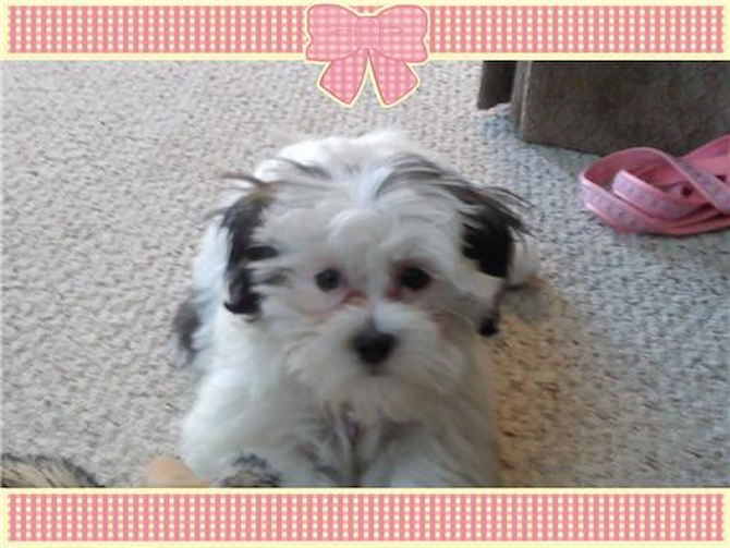 Jayda (Stacie) - Havanese Puppy For Sale Premier Pups Jayda (Stacie) - Havanese Puppy For Sale Premier Pups