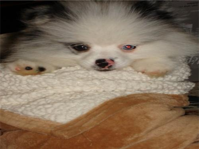 Luckie - Pomeranian Puppy For Sale Premier Pups Luckie - Pomeranian Puppy For Sale Premier Pups