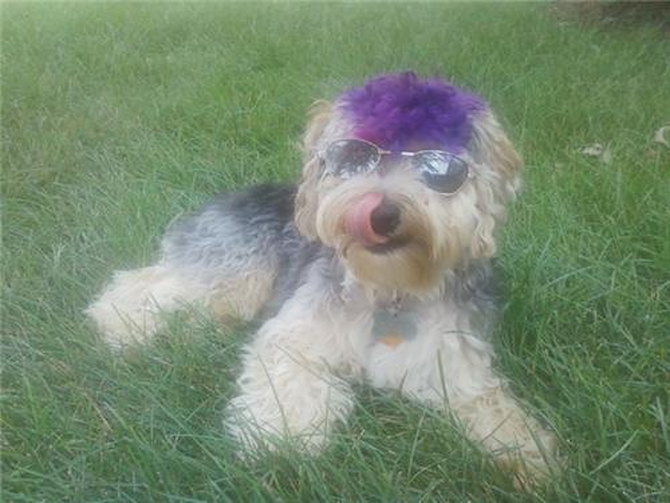 Sammie - Morkie Puppy For Sale Premier Pups Sammie - Morkie Puppy For Sale Premier Pups