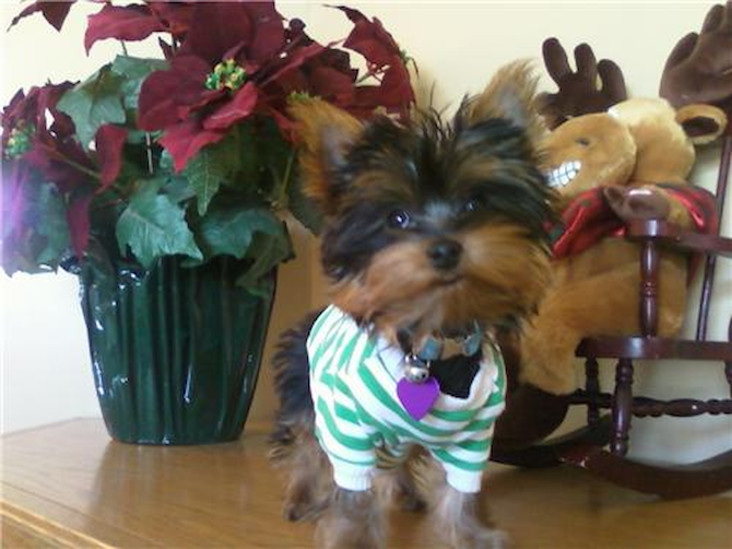 Jessie (formally Madonna) - Yorkshire Terrier Puppy For Sale Premier Pups Jessie (formally Madonna) - Yorkshire Terrier Puppy For Sale Premier Pups