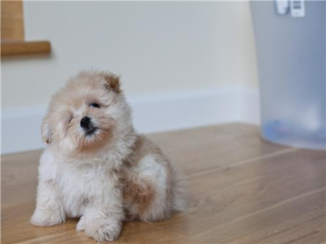 Nala - Maltipom Puppy For Sale Premier Pups Nala - Maltipom Puppy For Sale Premier Pups