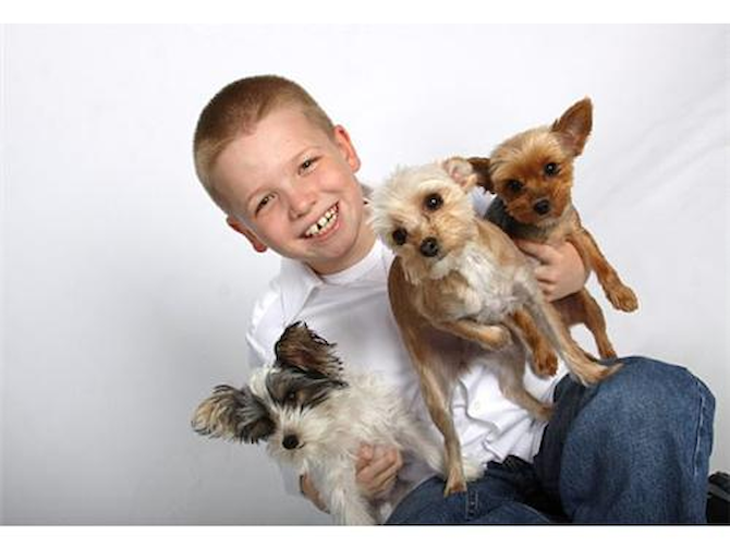 Belle, Lilly and Minnie - Yorkshire Terrier Puppy For Sale Premier Pups Belle, Lilly and Minnie - Yorkshire Terrier Puppy For Sale Premier Pups