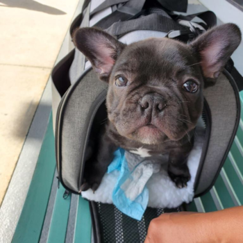 Petite Frenchie Purebred Pup