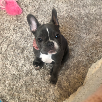 Youngstown French Bulldog Pup