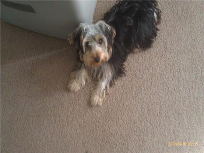Champ (formerly Roscoe) - Yorkshire Terrier Puppy For Sale Premier Pups Champ (formerly Roscoe) - Yorkshire Terrier Puppy For Sale Premier Pups