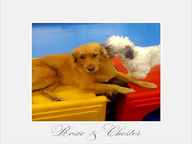 Rosie - Havanese Puppy For Sale Premier Pups Rosie - Havanese Puppy For Sale Premier Pups