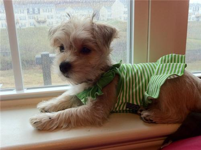 Chloe (previously Amy) - Morkie Puppy For Sale Premier Pups Chloe (previously Amy) - Morkie Puppy For Sale Premier Pups