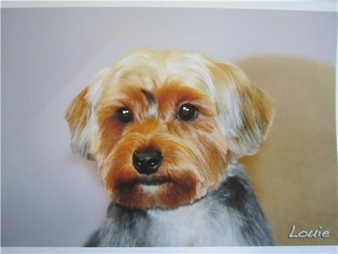 Louie - Yorkshire Terrier Puppy For Sale Premier Pups Louie - Yorkshire Terrier Puppy For Sale Premier Pups