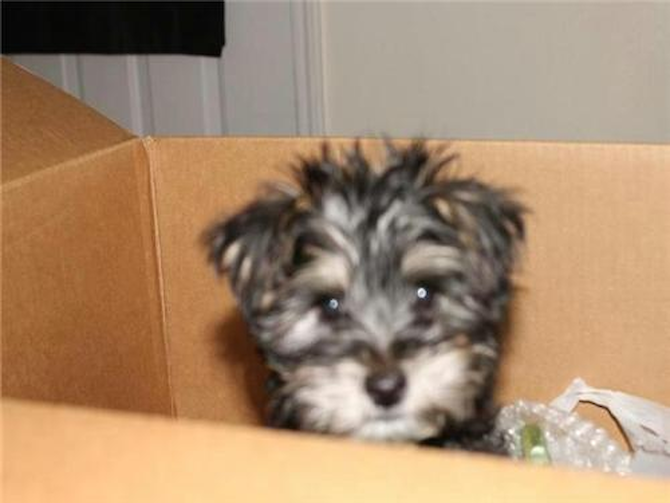 Dudley (previously Johnny) - Morkie Puppy For Sale Premier Pups Dudley (previously Johnny) - Morkie Puppy For Sale Premier Pups