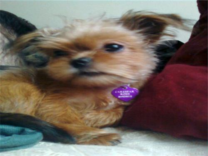 Carebear - Shorkie Puppy For Sale Premier Pups Carebear - Shorkie Puppy For Sale Premier Pups