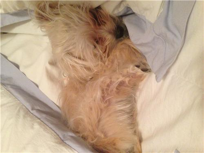Bailey (Amy) <3 - Morkie Puppy For Sale Premier Pups Bailey (Amy) <3 - Morkie Puppy For Sale Premier Pups