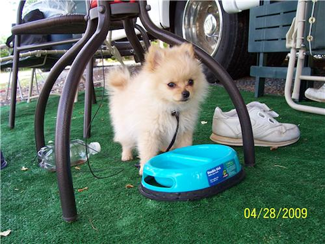 Ruebin - Pomeranian Puppy For Sale Premier Pups Ruebin - Pomeranian Puppy For Sale Premier Pups