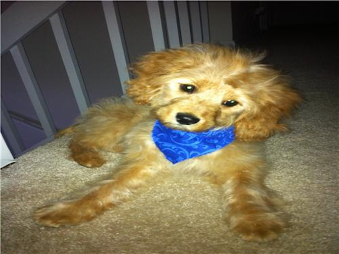Charlie (formerly Redman) - Cavapoo Puppy For Sale Premier Pups Charlie (formerly Redman) - Cavapoo Puppy For Sale Premier Pups