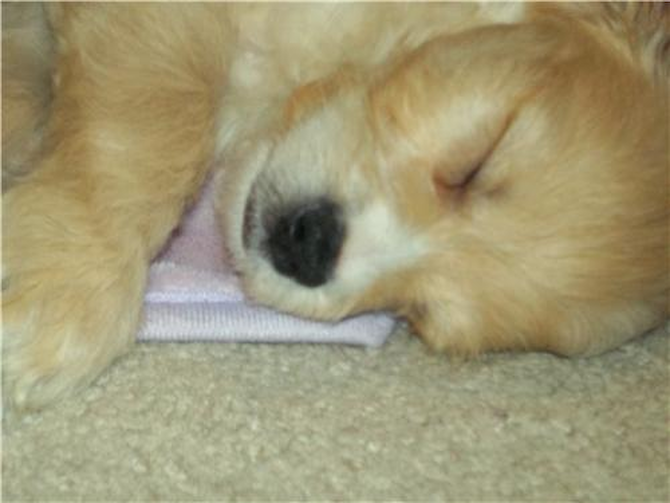 Marino - Cavapoo Puppy For Sale Premier Pups Marino - Cavapoo Puppy For Sale Premier Pups