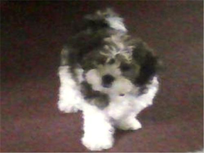 Blitz, formerly "Cory." - Maltipoo Puppy For Sale Premier Pups Blitz, formerly "Cory." - Maltipoo Puppy For Sale Premier Pups