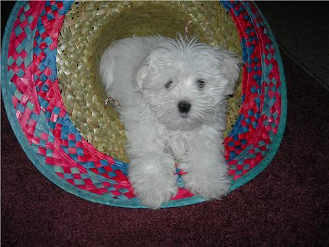 martin - Maltese Puppy For Sale Premier Pups martin - Maltese Puppy For Sale Premier Pups