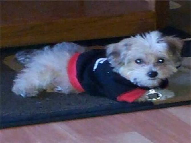 milo - Morkie Puppy For Sale Premier Pups milo - Morkie Puppy For Sale Premier Pups