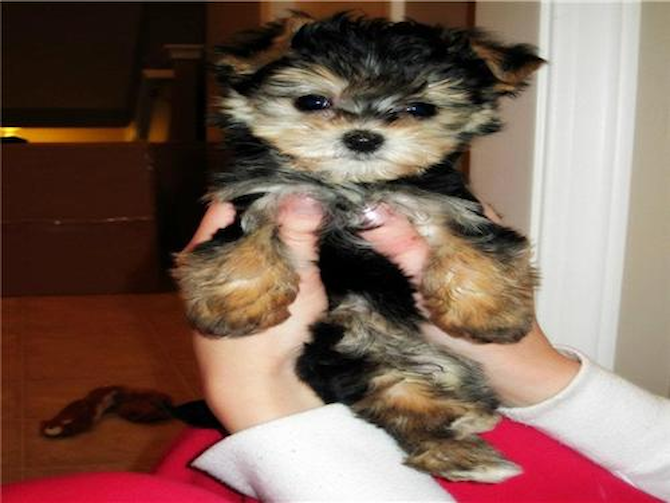 Mia - Morkie Puppy For Sale Premier Pups Mia - Morkie Puppy For Sale Premier Pups