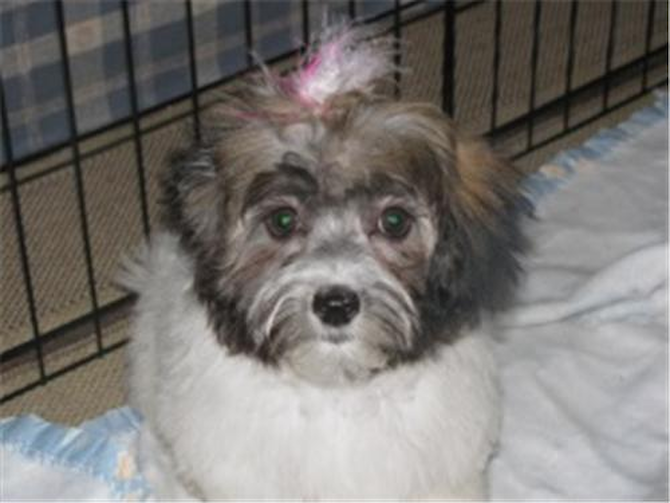 Daisy - Havanese Puppy For Sale Premier Pups Daisy - Havanese Puppy For Sale Premier Pups