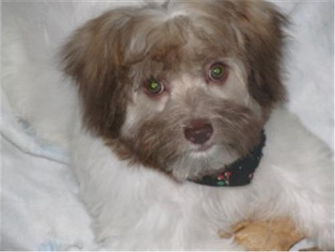 Hershey - Havanese Puppy For Sale Premier Pups Hershey - Havanese Puppy For Sale Premier Pups