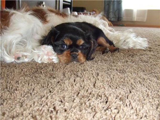 Kingston with big brother, Duke - Cavalier King Charles Spaniel Puppy For Sale Premier Pups Kingston with big brother, Duke - Cavalier King Charles Spaniel Puppy For Sale Premier Pups