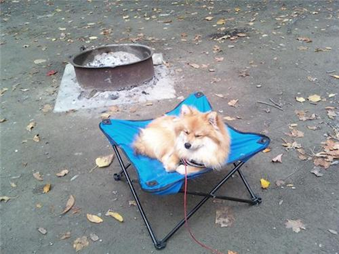 Corky - Pomeranian Puppy For Sale Premier Pups Corky - Pomeranian Puppy For Sale Premier Pups
