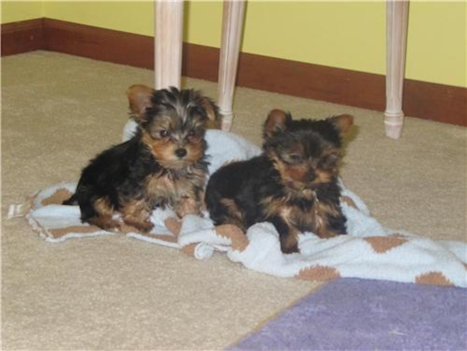 VICTORIA-JAY-Z-JULLIETTE - Yorkshire Terrier Puppy For Sale Premier Pups VICTORIA-JAY-Z-JULLIETTE - Yorkshire Terrier Puppy For Sale Premier Pups