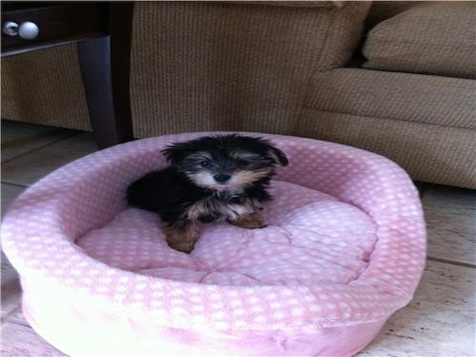 Sophie - Morkie Puppy For Sale Premier Pups Sophie - Morkie Puppy For Sale Premier Pups