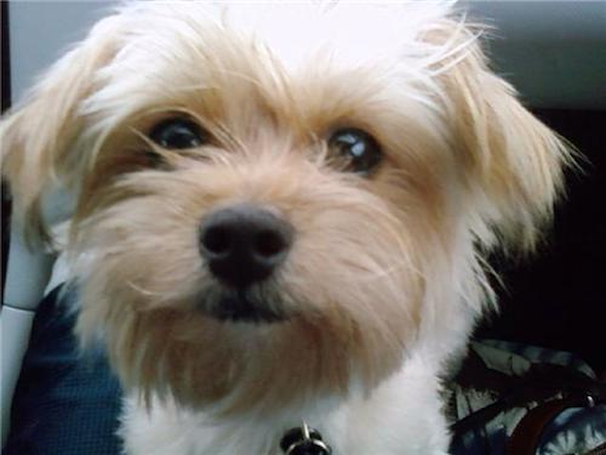 Jaeger - Yorkie Poo Puppy For Sale Premier Pups Jaeger - Yorkie Poo Puppy For Sale Premier Pups