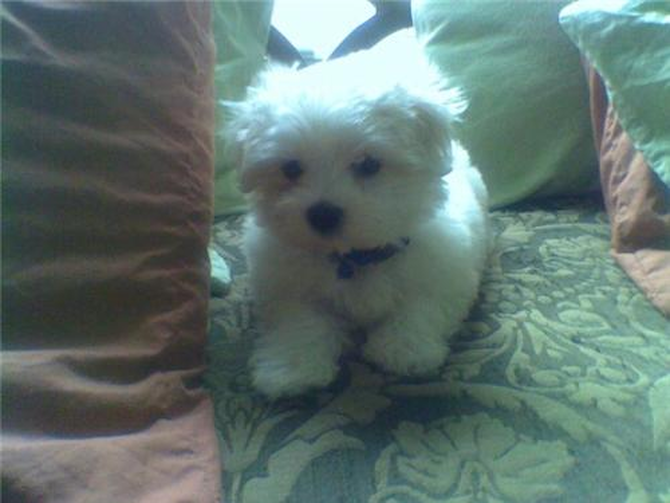Polo formerly known as Martin - Maltese Puppy For Sale Premier Pups Polo formerly known as Martin - Maltese Puppy For Sale Premier Pups