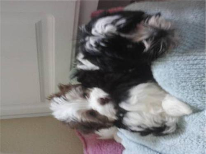 Joy & Faith - Havanese Puppy For Sale Premier Pups Joy & Faith - Havanese Puppy For Sale Premier Pups